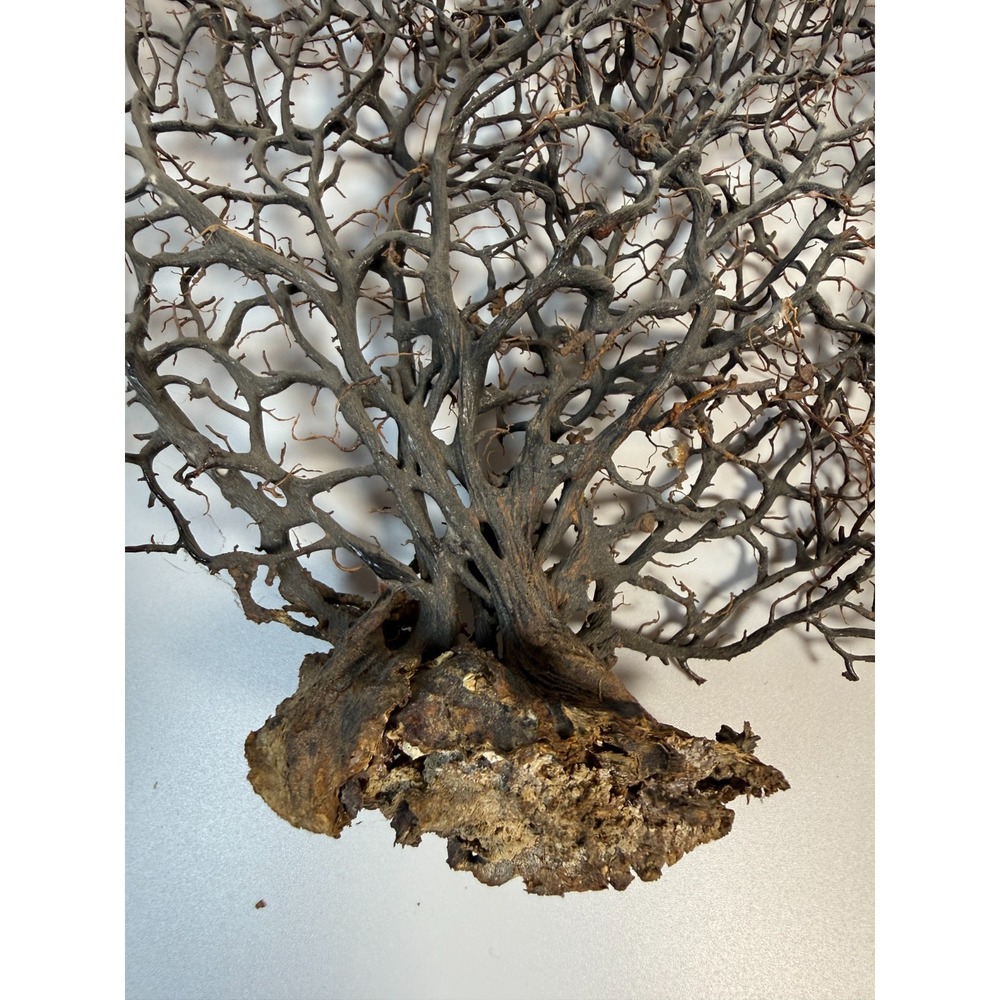 Gorgonia Sea Fan Costal Decor Item Vintage 18" x 18" ***BIG*** - Picture 7 of 9